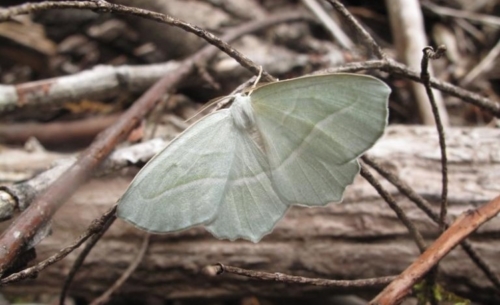 Looper Moths - Family Geometridae