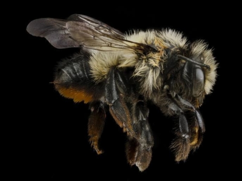 Mason Bees - Family Megachilidae