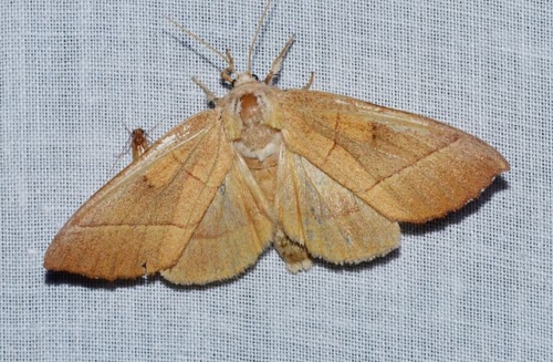 Prominent Moths - Family Notodontidae