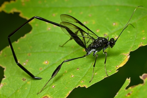 Pelecinid Wasps - Family Pelecinidae