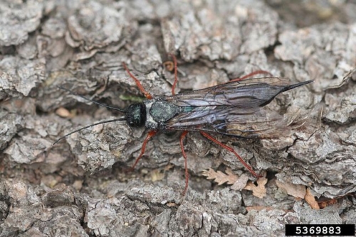 Horntails - Family Siricidae