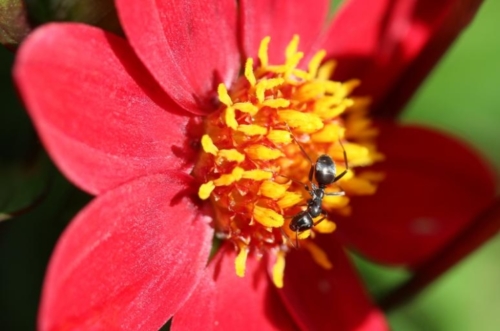 Black Garden Ants - Family Formicidae