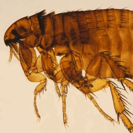 Fleas - Family Siphonaptera 