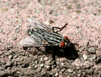 Flesh Flies - Family Sarcophagidae
