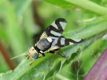 Fruit Flies - Family Tephritidae