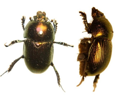 Geotrupine Beetles – Family Geotrupidae