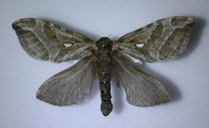Ghost Moths - Family Hepialidae