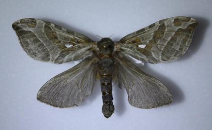 Ghost Moths - Family Hepialidae