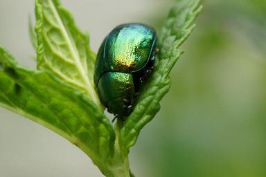 Leaf Beetles - Family Chrysomelidae