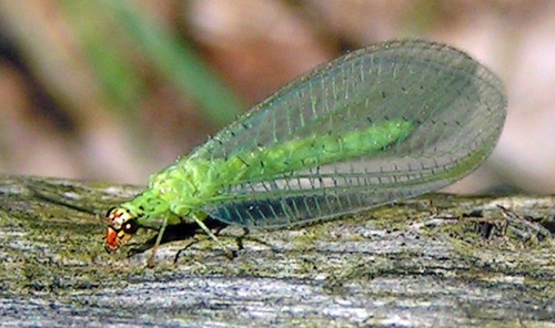 Green Lacewings – Family Chrysopidae