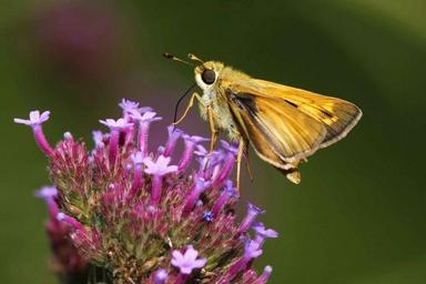 Boreal Skipper - Family Hesperidae 