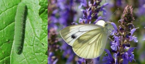 Imported Cabbageworm - Pieridae Family