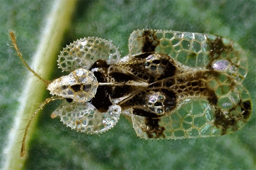 Lace bugs – Family Tingidae