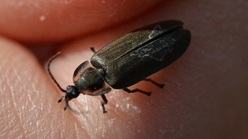 Firefly Beetles – Family Lampyridae