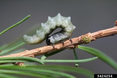 Larch Sawfly - Family Tenthredinidae
