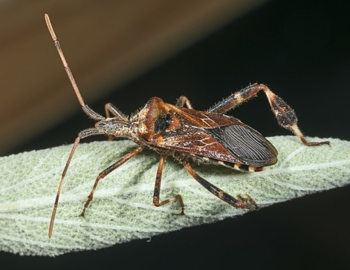 Leaf-footed bugs – Family Coreidae