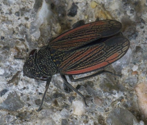 Leafhoppers – Family Cicadellidae