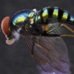 Longlegged Flies - Family Dolychopodidae