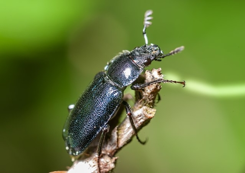 Stag Beetles – Family Lucanidae