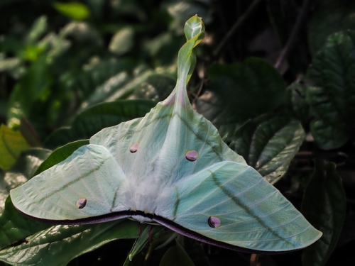 Luna Moth - Family Saturniidae