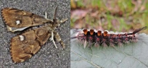 Rusty Tussock Moths - Family Lymantriidae
