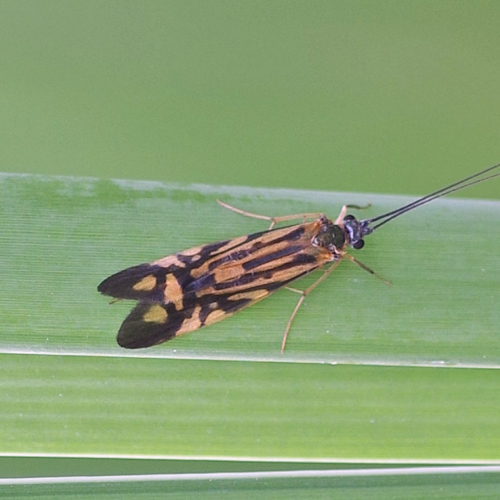 Caddisflies - Family Hydropsychidae