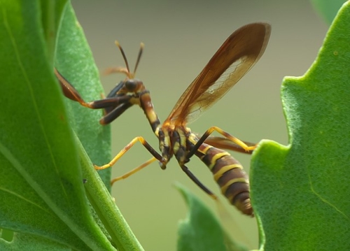 Mantisflies – Family Mantispidae