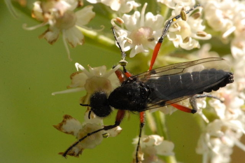 March Flies - Family Bibionidae