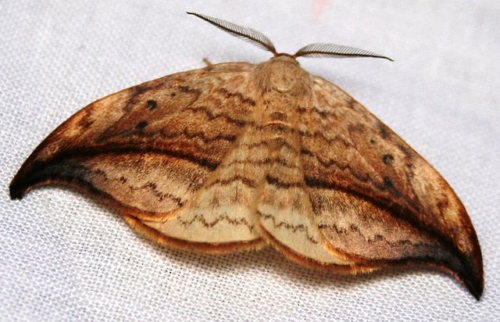 Arched Hooktip - Family Drepanidae