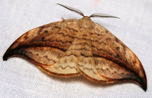 Arched Hooktip - Family Drepanidae