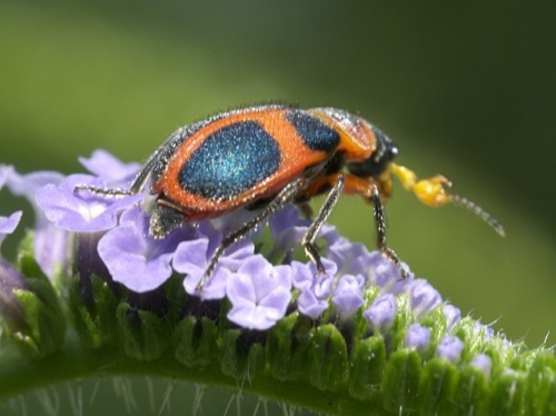 Soft-Winged Flower Beetles – Family Melyridae
