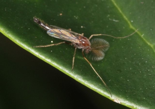 Midges - Family Chironomidae