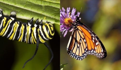 Monarch Butterflies - Family Danaidae