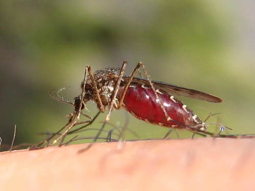 Mosquitoes - Family Culicidae