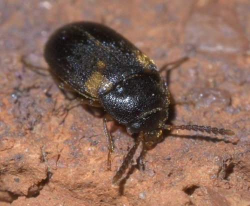 False Darkling Beetles - Family Mycetophagidae