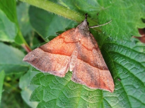 The Snout Moths - Family Noctuidae