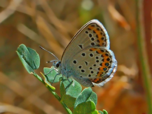 Northern Blue - Lycaenidae family