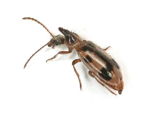 Antlike Beetles - Family Pyrochroidae
