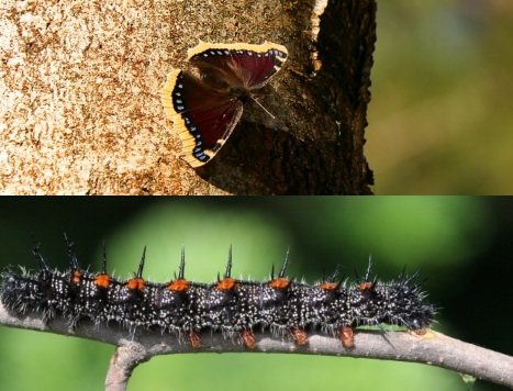 Mourning Cloak - Nyphalidae Family