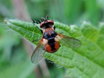 Parasitics Flies - Family Tachinidae