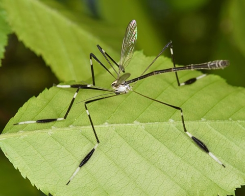 Phantom Crane Fly - Family Ptychopteridae