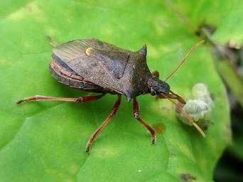 Stink Bugs – Family Pentatomidae