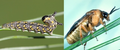 Pine Sawfly - Family Diprionidae