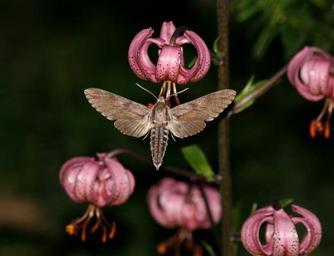 Pine hawk Moth - Family Spingidae