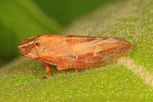 Spittlebugs – Family Cercopidae