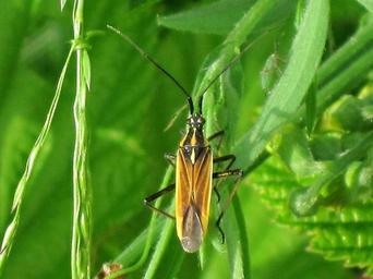 Plant bugs – Family Miridae