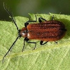 Fire-Colored Beetles - Family Pyrochroidae