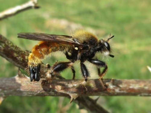 Robber Flies - Family Asilidae