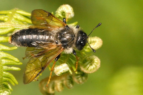 Sawflies - Family Cimbicidae