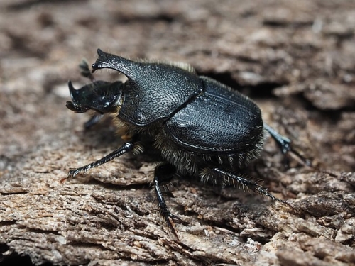 Scarab Beetles – Family Scarabaeidae